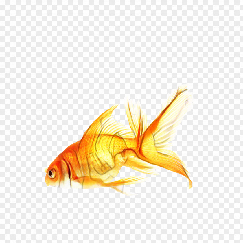 Bonyfish Feeder Fish Cartoon PNG