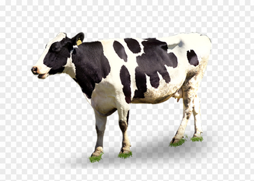 Dairy Cow Cattle Automatic Milking PNG