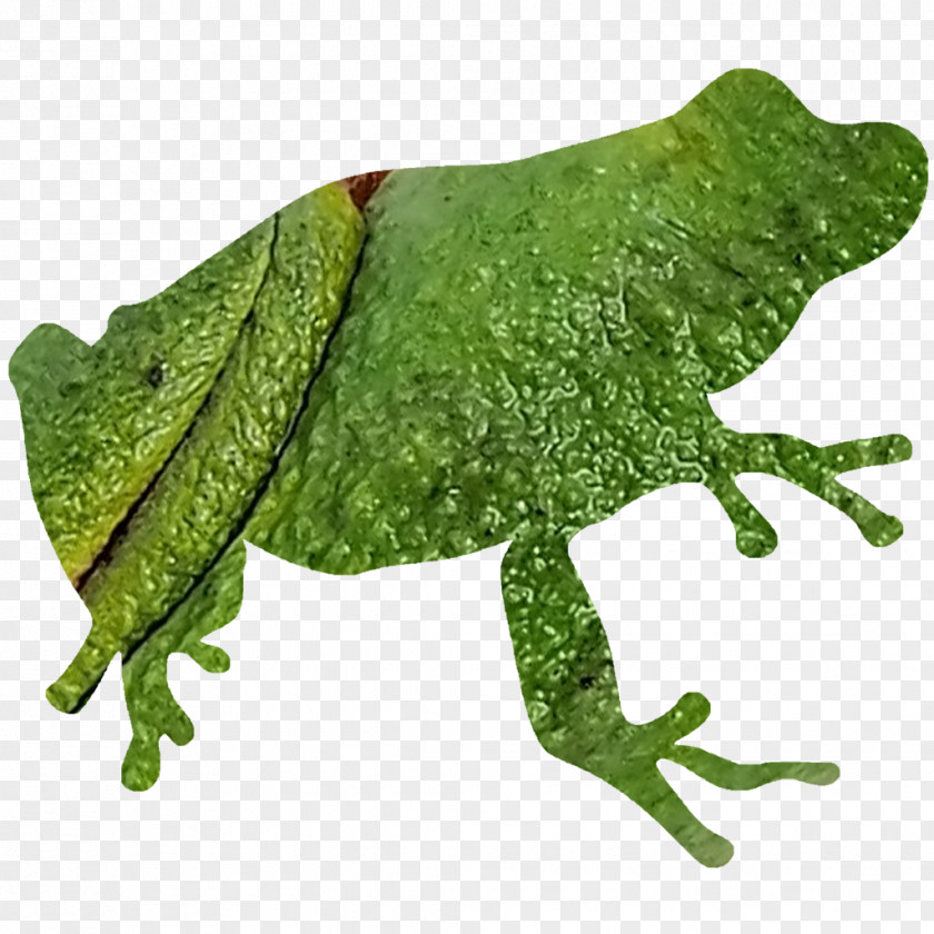 Frog Design Silhouette Spring Peeper Clip Art PNG