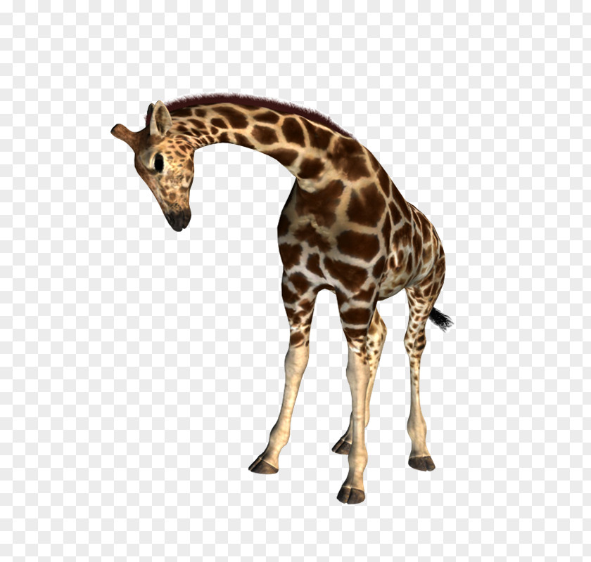 Jirafa Northern Giraffe Drawing Animal Presentation PNG