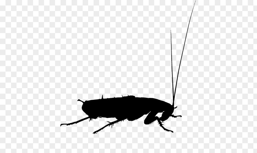 Oriental Cockroach Termite Beetle Pest Control PNG