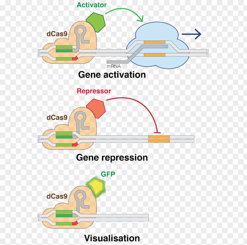 Programmed Cell Death Protein 1 CRISPR Interference Cas9 Genome Editing Gene PNG