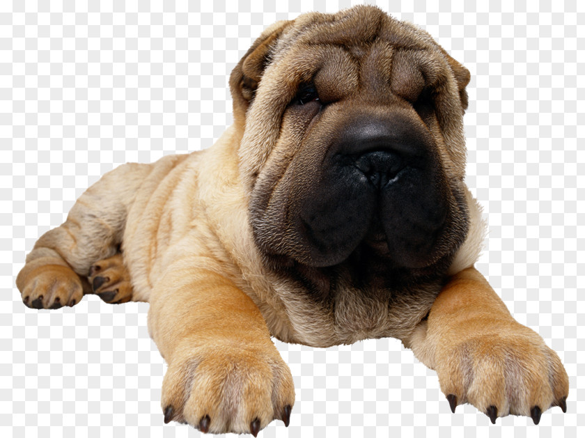 Puppy Shar Pei Yorkshire Terrier Bulldog West Highland White PNG