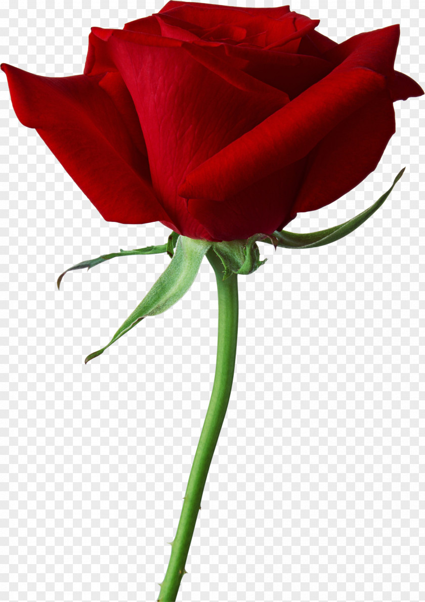 Rose Image, Free Picture Download PNG