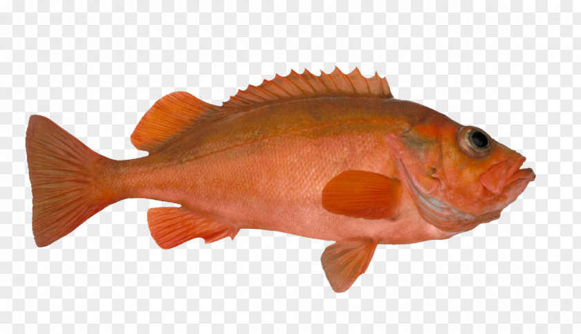 Species Rose Fish Seafood Deepwater Redfish Pollack PNG