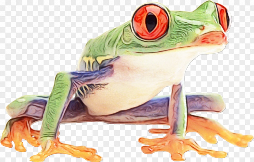 True Frog Red-eyed Tree Toad PNG