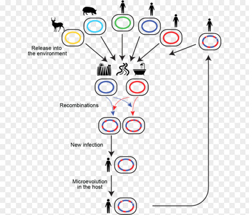 Ym Genetic Recombination Population Genetics Mycobacterium Avium Homologous PNG