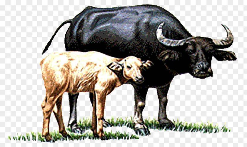 Cow And Calf Water Buffalo Cattle You Have Two Cows PNG