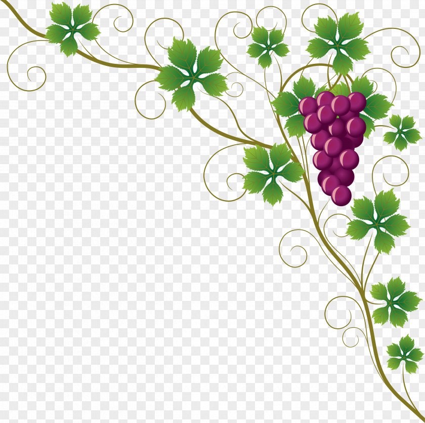 Grapes Common Grape Vine Leaves Wine Clip Art PNG