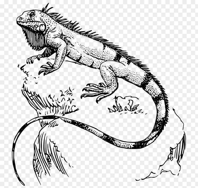 Public Domain Line Art Lizard Reptile Green Iguana Polynesia Tattoo PNG