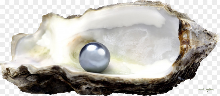 Seashell Oyster Tahitian Pearl Stock.xchng PNG