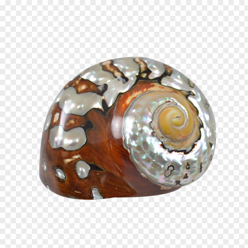 Seashell Turbo Sarmaticus Snail Petholatus Jewellery PNG