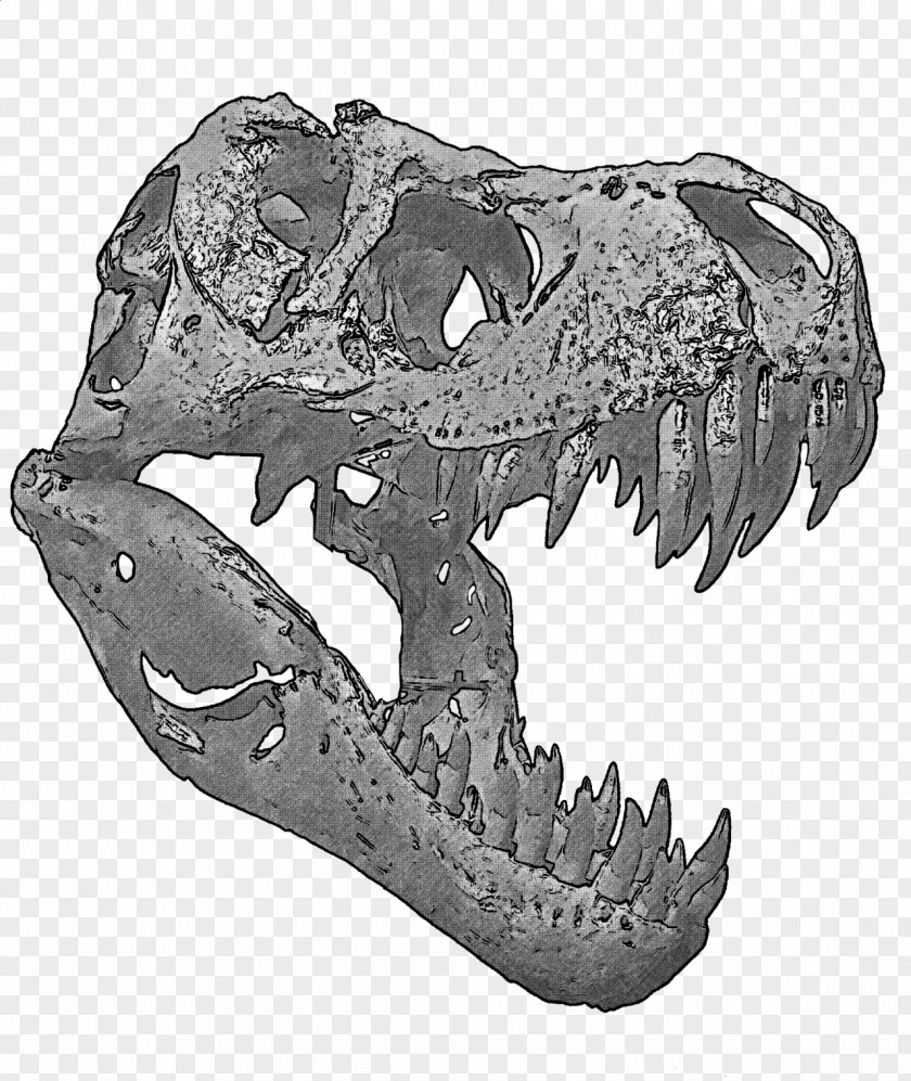 Skull Tyrannosaurus The Dinosaur Artbrands PNG