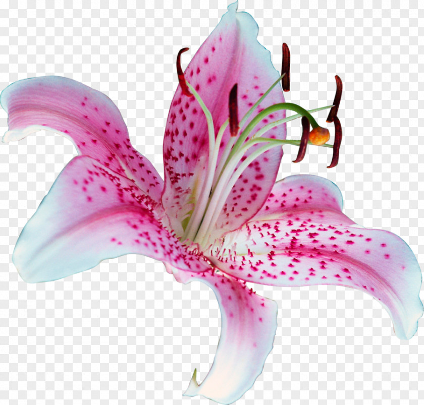 Water Lilies Lilium 'Stargazer' Flower Tiger Lily Clip Art PNG