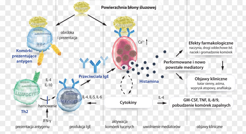 Allergy Food Reakcja Alergiczna Histamine Antigen-presenting Cell PNG