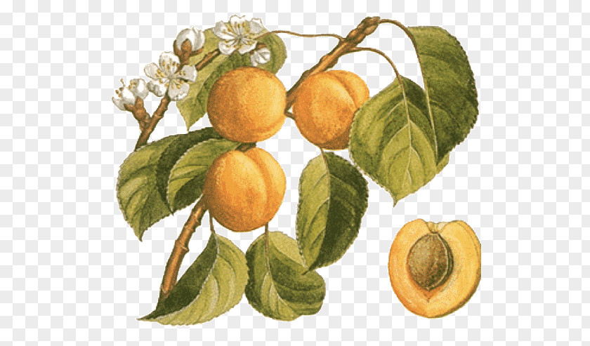 Apricot Gawith Botany Food Peach PNG