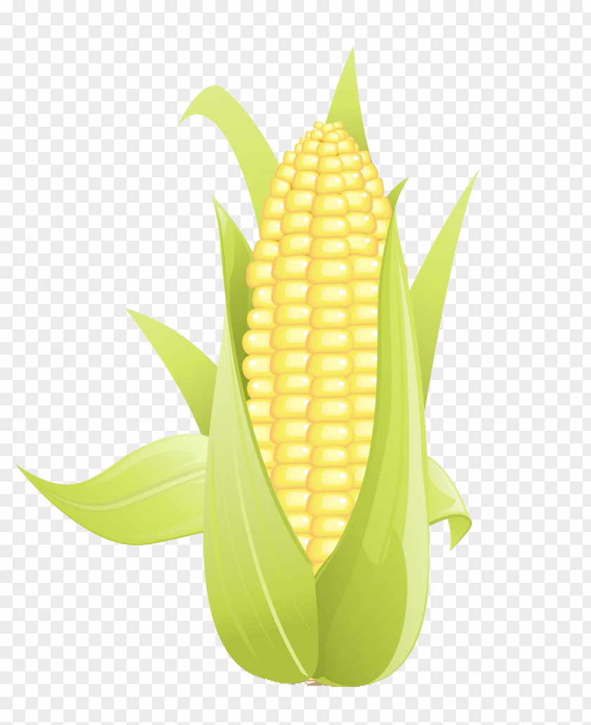 Corn On The Cob Maize Field Clip Art PNG