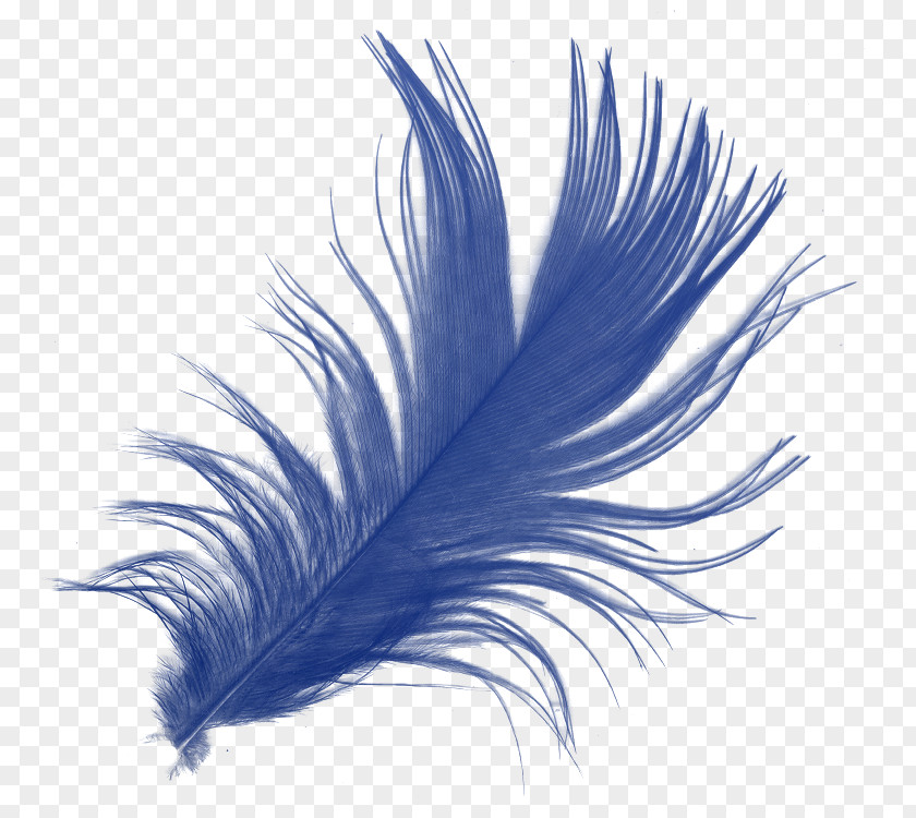 Feathers Feather Download PNG