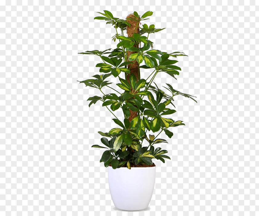 Missing Treasure California Swiss Cheese Plant Devil's Ivy Flowerpot Houseplant Philodendron PNG
