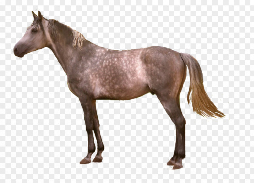 Mustang Mare American Paint Horse Stallion Pony PNG