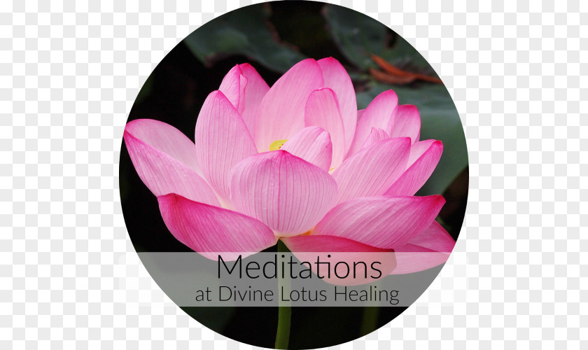 Nelumbo Nucifera Buddhist Meditation Buddhism Water Lilies PNG