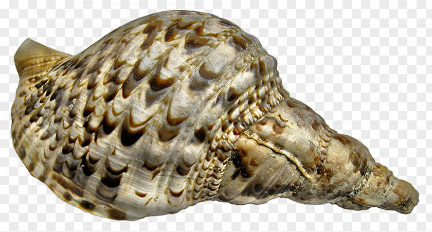 Sea Snail Conch Caracola Image PNG