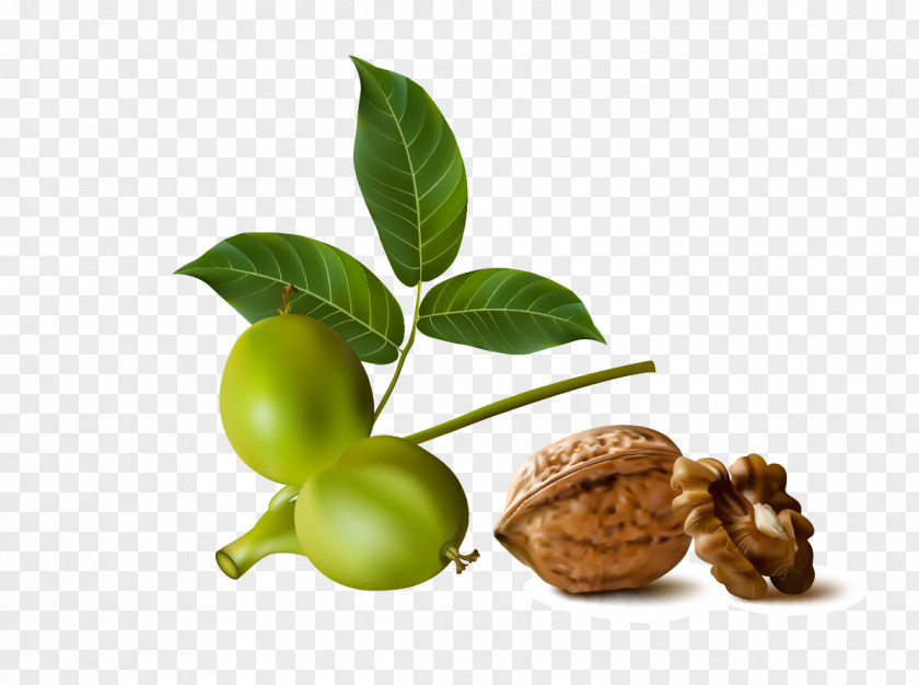 Walnut Euclidean Vector PNG