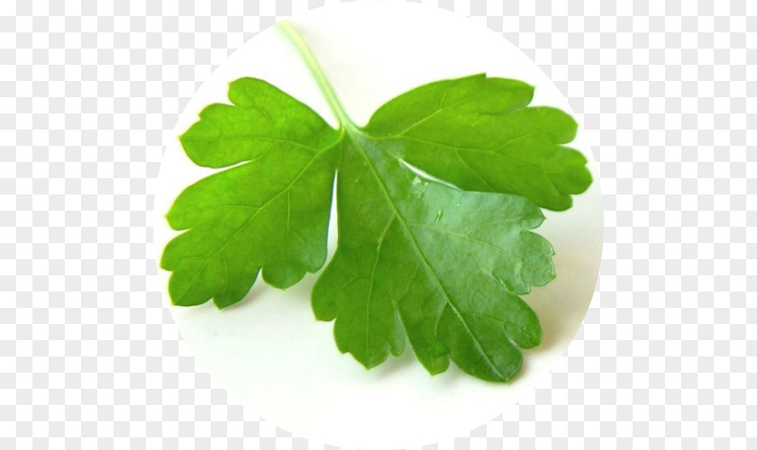 Coriander Group Indian Cuisine Chutney Herb PNG