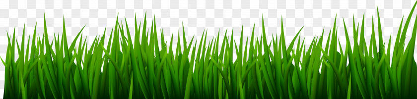 Grass Clip Art Image Vetiver Wheatgrass Green Commodity Wallpaper PNG