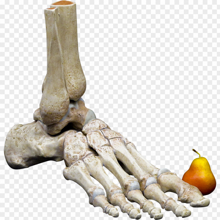 Human Skeleton Bone Foot Anatomy Body PNG