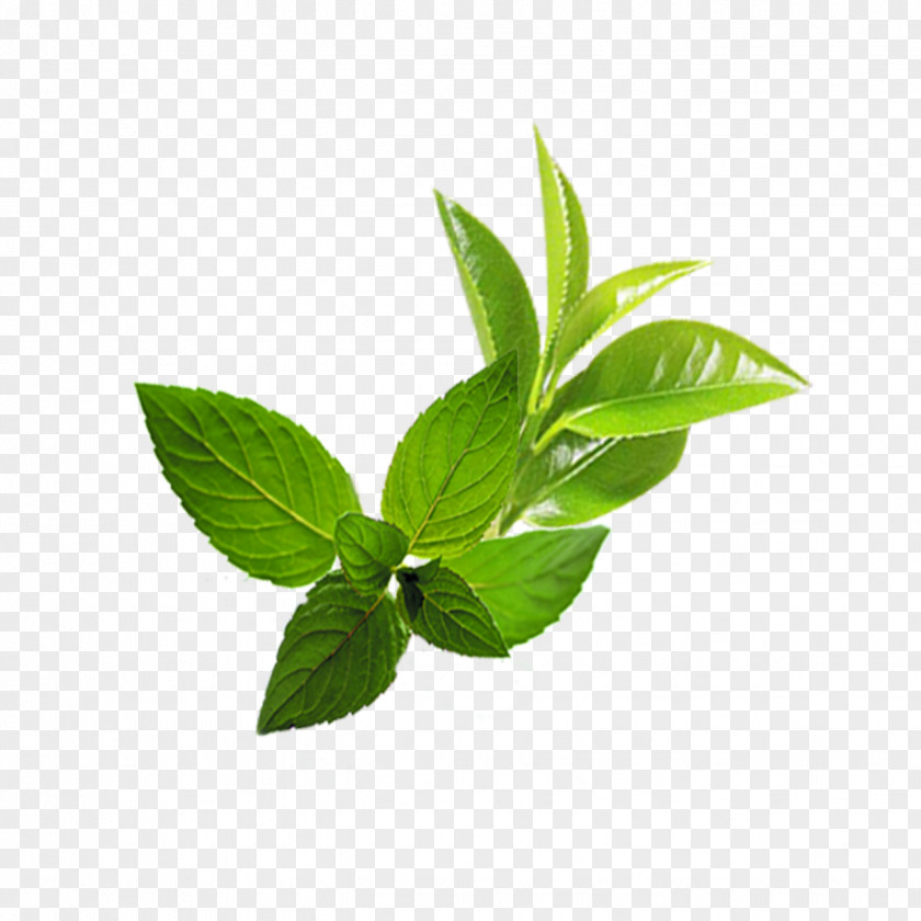 Mint Leaf Mentha Spicata PNG
