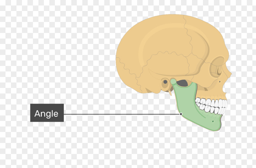 Nose Skull Frontal Process Of Maxilla Bone Mandible PNG