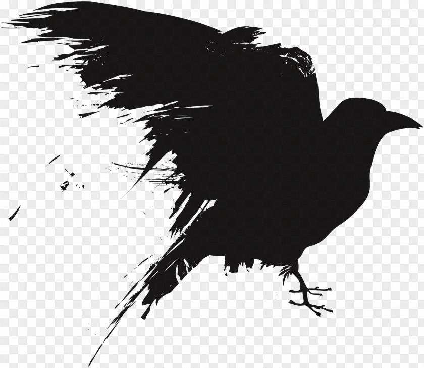 Rave Vector Crow Royalty-free Photography Drawing PNG