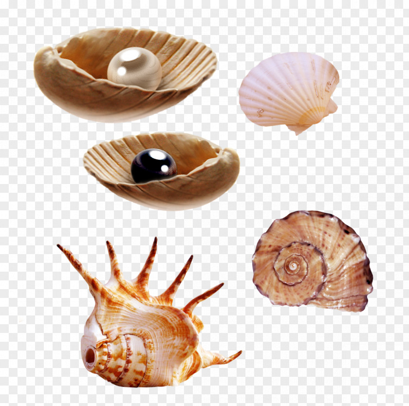 Seashell Clip Art Megafauna Tiny Fingers Image PNG