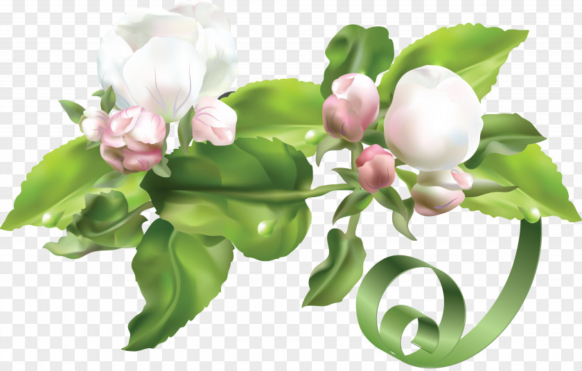 Spring Flower PNG