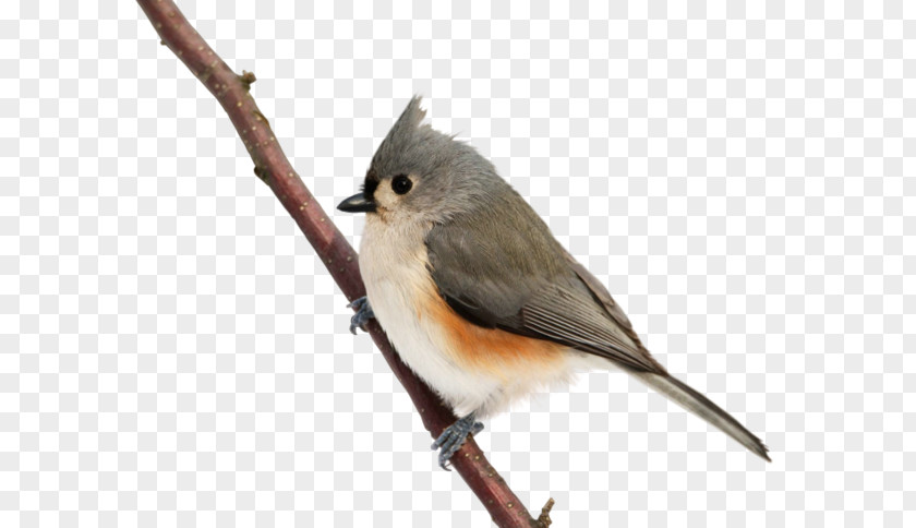 Bird Cute Birds Common Nightingale PNG