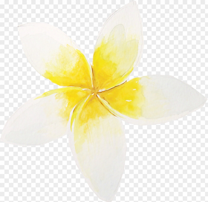Flower Yellow White Petal Horizontal Composition PNG