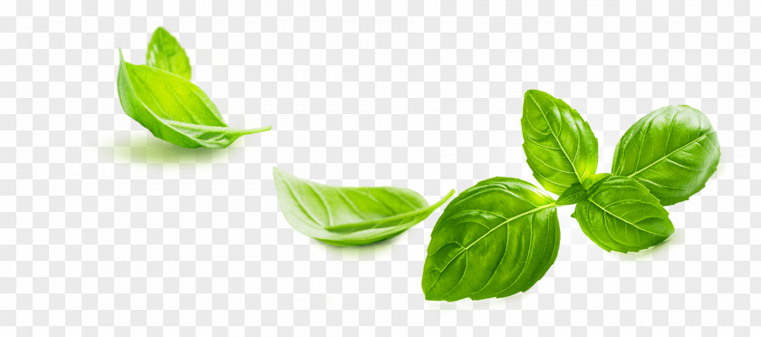 Gli 2018 Basil Pesto Leaf Pianta Aromatica PNG