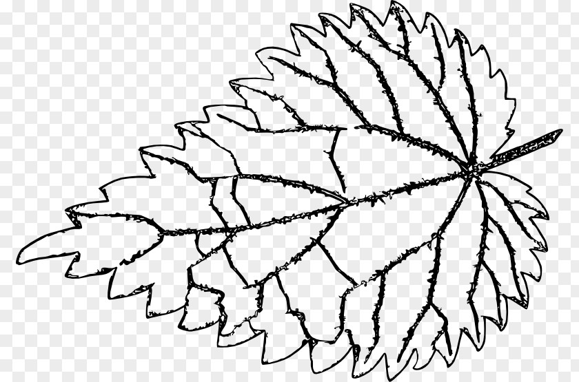 Nettle Twig Common Line Art Leaf Drawing PNG