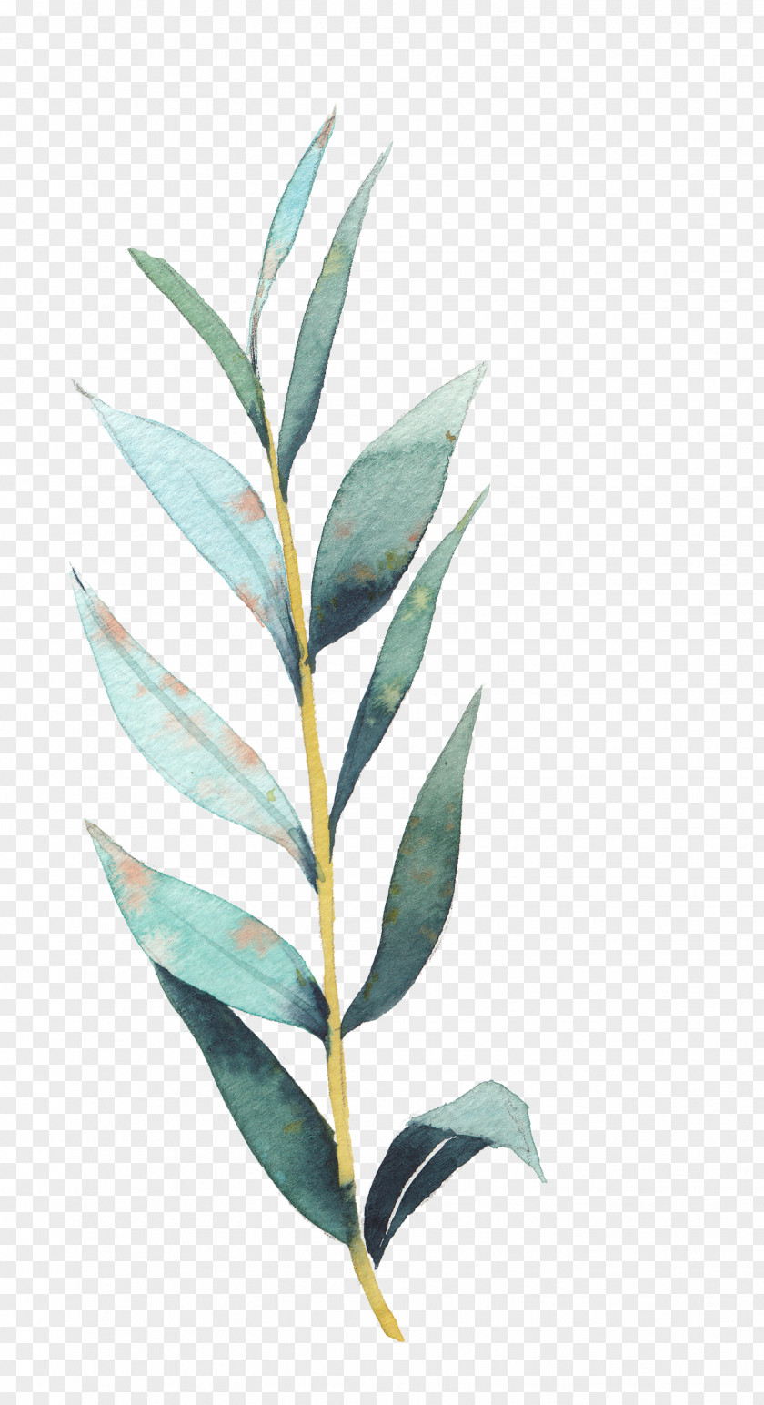 Plant Drawing Art Stock Illustration PNG
