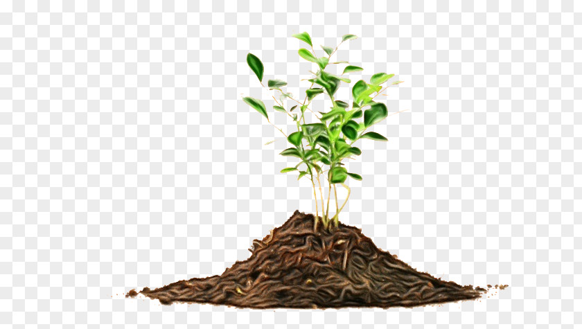 Plant Stem Houseplant Tree Soil Root Leaf PNG