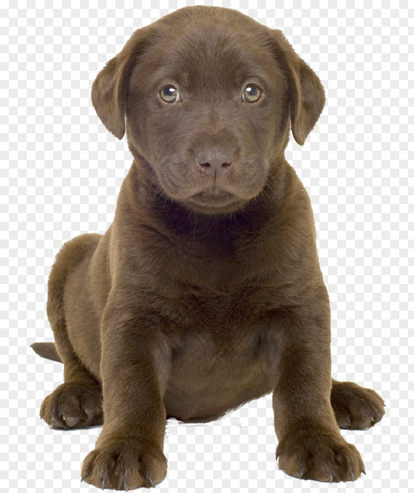 Puppy Labrador Retriever Golden Husky German Shepherd PNG