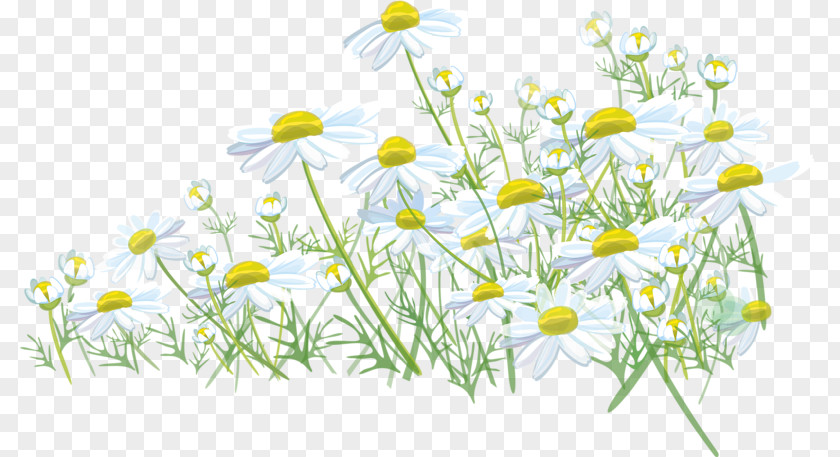 Chamomile Lawn Meadow Desktop Wallpaper Wildflower PNG