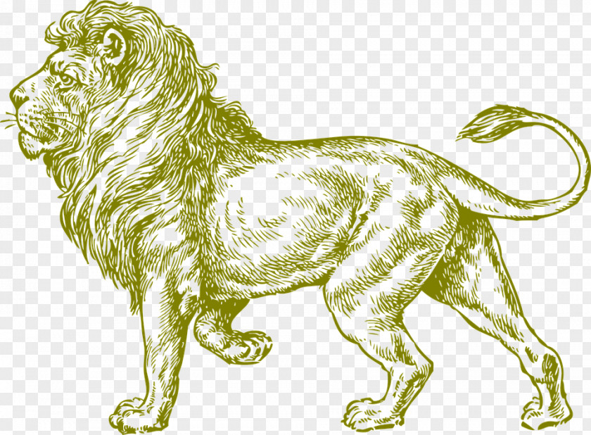 Lion,animal,wild Animals White Lion Drawing Black And Clip Art PNG