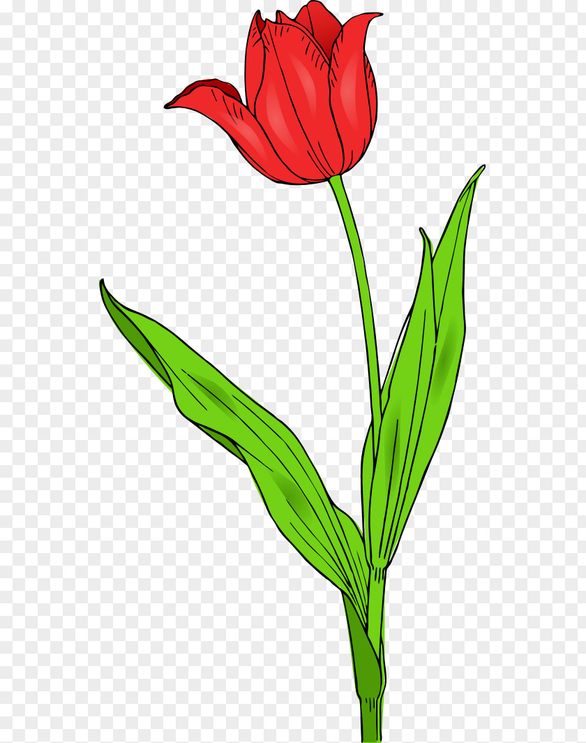 Red Tulips Tulipa Gesneriana Free Content Flower Clip Art PNG