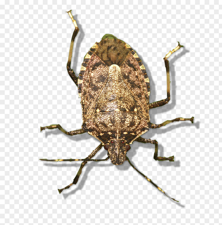 Bugs In Garden Brown Marmorated Stink Bug Eco Worldwide Solutions B.V. Weevil Pest Control Green Shield PNG