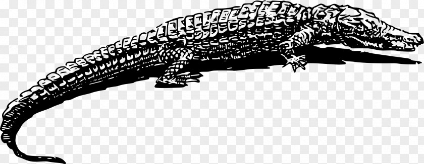 Crocodile Alligator Animal Drawing Clip Art PNG