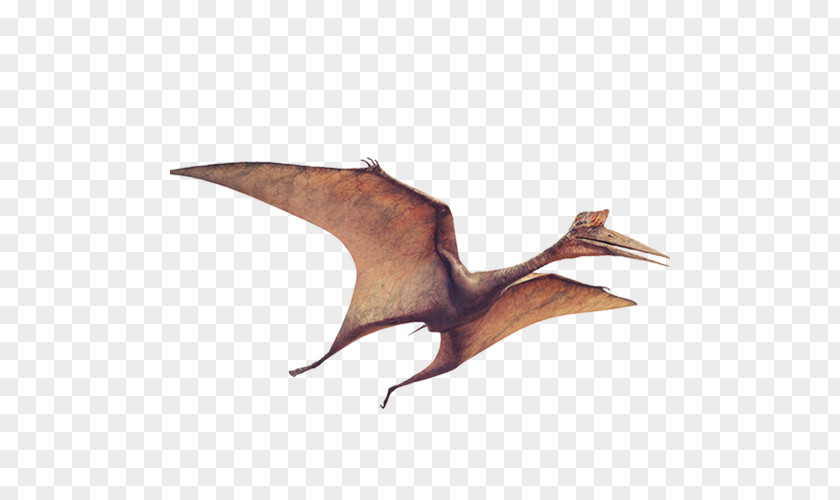 Dinosaur Tyrannosaurus Euclidean Vector PNG