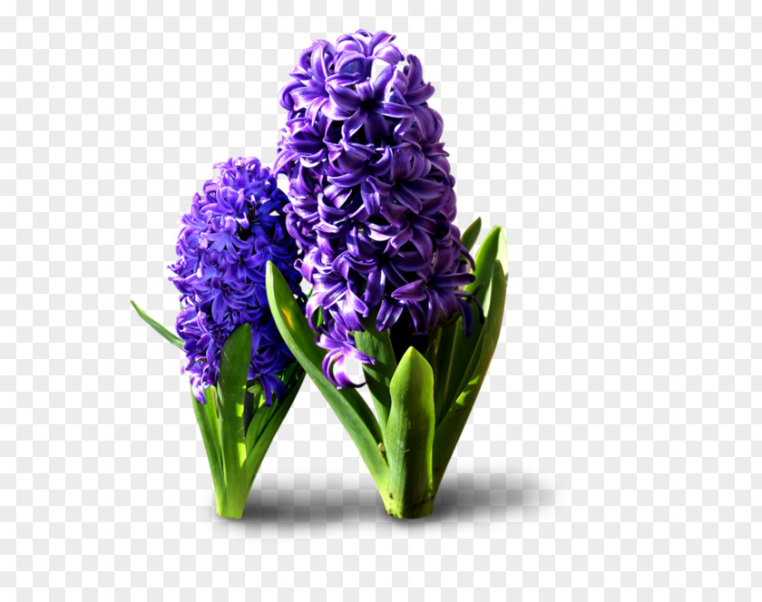Hyacinth Hyacinthus Orientalis Flower PNG