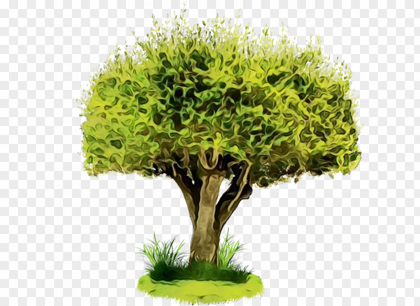 Plant Green Tree Flowerpot Grass PNG
